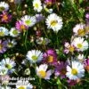 Erigeron Karvinskianus -Perfect Greenery ERIG 64108 A
