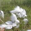 Eriophorum Angustifolium (Marginal Aquatic) -Perfect Greenery ERIO T78154 A h