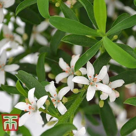 Philotheca Myoporoides - Gift 4 Philotheca Myoporoides - Gift - Image 2