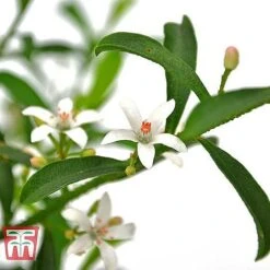 Philotheca Myoporoides - Gift 7 Philotheca Myoporoides - Gift -Perfect Greenery ERIO WKB9336 B