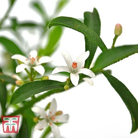 Philotheca Myoporoides - Gift 5 Philotheca Myoporoides - Gift - Image 3