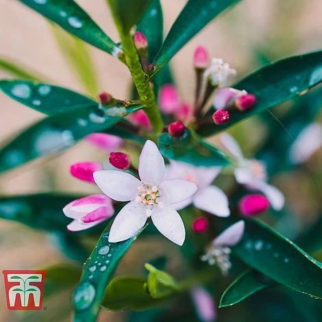 Philotheca Myoporoides - Gift 3 Philotheca Myoporoides - Gift