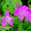Erodium Manescavii -Perfect Greenery EROD 64116 A