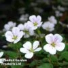 Erodium Reichardii 'White' -Perfect Greenery EROD 64120 A