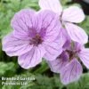 Erodium 'Spanish Eyes' -Perfect Greenery ERODIUM SPANISHEYES