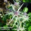 Eryngium Variifolium Miss Marbel -Perfect Greenery ERYN 64126 A