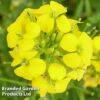 Erysimum Cheiri Golden Gem -Perfect Greenery ERYS 64124 A
