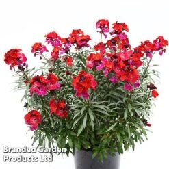 Erysimum 'Colour Vibe Red' -Perfect Greenery ERYS COLOURVIB H49882