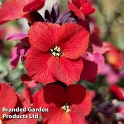 Erysimum 'Colour Vibe Red' -Perfect Greenery ERYS COLOURVIB H49884