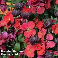 Erysimum 'Colour Vibe Red' -Perfect Greenery ERYS COLOURVIB H49886