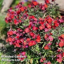 Erysimum 'Colour Vibe Red' -Perfect Greenery ERYS COLOURVIB H49887