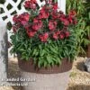 Erysimum 'Colour Vibe Red' 1 Erysimum 'Colour Vibe Red' -Perfect Greenery ERYS COLOURVIB H49888