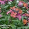 Erysimum 'Constant Cheer' 2 Erysimum 'Constant Cheer' -Perfect Greenery ERYS CONSTANTC S50038