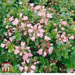 Escallonia 'Apple Blossom' -Perfect Greenery ESCA T58238 A