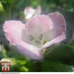 Escallonia 'Apple Blossom' -Perfect Greenery ESCA T58238 B
