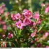 Escallonia 'Apple Blossom' -Perfect Greenery ESCA T58238 C