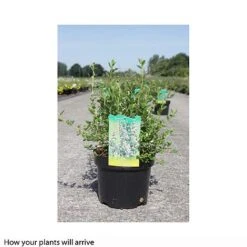 Escallonia 'Donard Seedling' -Perfect Greenery ESCA T66210 A h