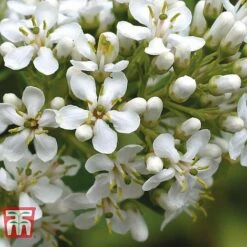 Escallonia 'Iveyi' -Perfect Greenery ESCA T66211 B1