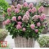 Escallonia Laevis 'Pink Elle' -Perfect Greenery ESCA T80277 B1
