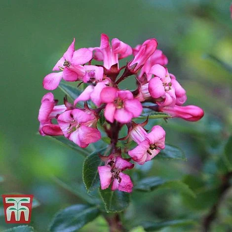 Escallonia 'Red Dream' 3 Escallonia 'Red Dream'