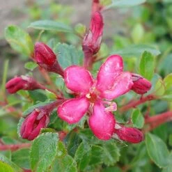 Escallonia 'Red Dream' 11 Escallonia 'Red Dream' -Perfect Greenery ESCA T80278 NOW1