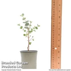 Eucalyptus Gunnii 'Azura' -Perfect Greenery EUCA AZURA9CM T48474