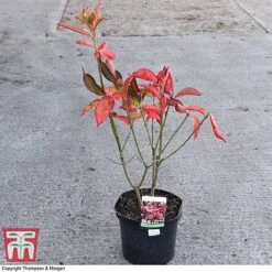 Euonymus Europaeus 'Red Cascade' -Perfect Greenery EUON 58190 A