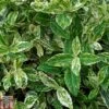 Euonymus Fortunei 'Harlequin' -Perfect Greenery EUON T58027 A h