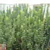 Euonymus Japonicus 'Green Rocket' -Perfect Greenery EUON TKA0925 A