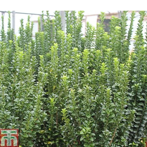 Euonymus Japonicus 'Green Rocket' 3 Euonymus Japonicus 'Green Rocket'