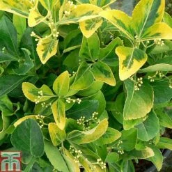 Euonymus Japonicus 'Ovatus Aureus' -Perfect Greenery EUON TKA0927 A