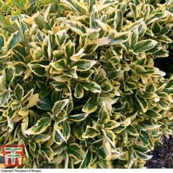 Euonymus Japonicus 'Ovatus Aureus' -Perfect Greenery EUON TKA0927 C
