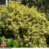 Euonymus Japonicus 'Ovatus Aureus'