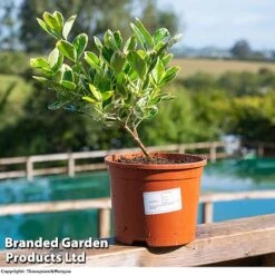 Euonymus Japonicus 'President Gauthier' -Perfect Greenery EUONYJAPO KC5073 A