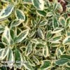 Euonymus 'Japonicus Bravo' -Perfect Greenery EUON BRAVO L44986