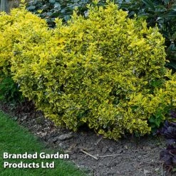Evergreen Patio Shrub Collection -Perfect Greenery EUON EMERALDGO W31756