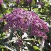 Eupatorium Dubium 'Baby Joe' -Perfect Greenery EUPA T57689 A h