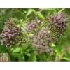 Eupatorium Cannabinum (Marginal Aquatic) -Perfect Greenery EUPA T78156 A h