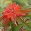 Euphorbia Griffithii 'Fireglow' 1 Euphorbia Griffithii 'Fireglow' -Perfect Greenery EUPH T46825 A