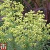 Euphorbia Characias 'Glacier Blue' -Perfect Greenery EUPH T57729 D