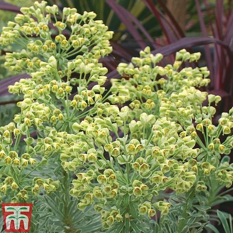 Euphorbia Characias 'Glacier Blue' 3 Euphorbia Characias 'Glacier Blue'