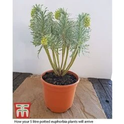 Euphorbia Characias 'Glacier Blue' 5 Euphorbia Characias 'Glacier Blue' -Perfect Greenery EUPH T57729 E