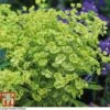 Euphorbia X Martini 'Ascot Rainbow' -Perfect Greenery EUPH T62211 A
