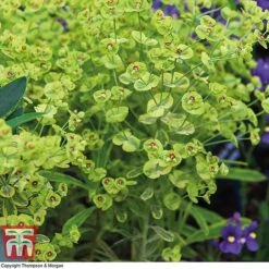 Euphorbia X Martini 'Ascot Rainbow' -Perfect Greenery EUPH T62211 B1
