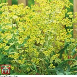 Euphorbia X Martini 'Ascot Rainbow' -Perfect Greenery EUPH T62211 C