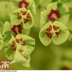 Euphorbia X Martini 'Ascot Rainbow' -Perfect Greenery EUPH T62211 D