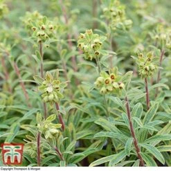 Euphorbia X Martini 'Ascot Rainbow' -Perfect Greenery EUPH T62211 E