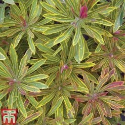 Euphorbia X Martini 'Ascot Rainbow' -Perfect Greenery EUPH T62211 H