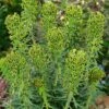 Euphorbia Characias 'Black Pearl' -Perfect Greenery EUPH T62212 A h