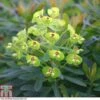 Euphorbia X Martini 'Baby Charm' 2 Euphorbia X Martini 'Baby Charm' -Perfect Greenery EUPH T80280 A